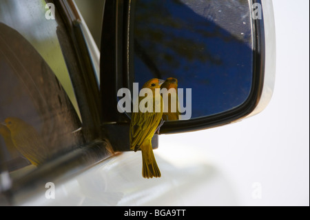Lo zafferano Finch a specchio, Sicalis flaveola, Pantanal, Mato Grosso, Brasile, Sud America Foto Stock