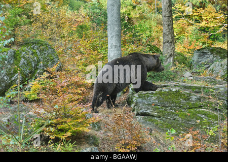 In Germania, in Baviera, Bayerischerwald National Park, un orso bruno in legno Foto Stock