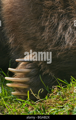 In Germania, in Baviera, Bayerischerwald National Park, artigli di un orso bruno Foto Stock