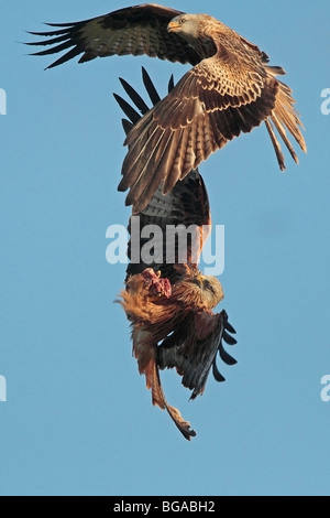 Due Red Kites in lotta per il cibo Foto Stock