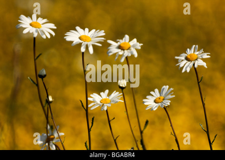 Occhio di bue margherite (Leucanthemum vulgare, o crisantemo leucanthemum) crescente tra renoncules in un prato estivo, U.K. Foto Stock