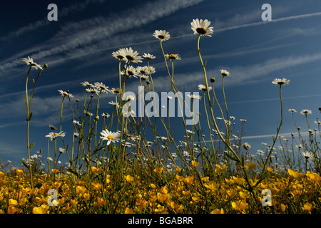 Occhio di bue margherite (Leucanthemum vulgare, o crisantemo leucanthemum) crescente tra renoncules in un prato estivo, U.K. Foto Stock