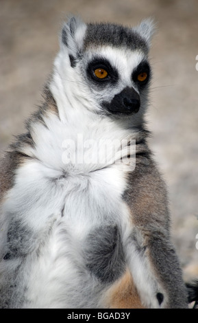 Anello per adulti-tailed lemur (Lemur catta) bagni di sole Foto Stock
