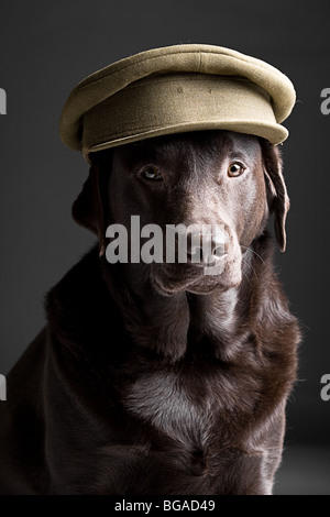 Colpo di un cioccolato Labrador nell esercito Hat Foto Stock