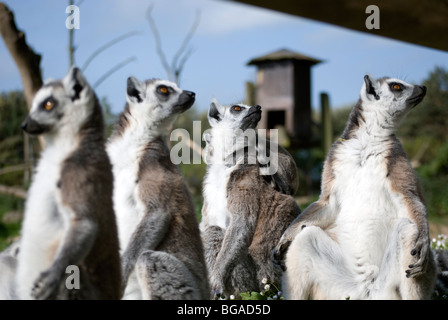 Gruppo di anello-tailed lemuri (Lemur catta) bagni di sole Foto Stock