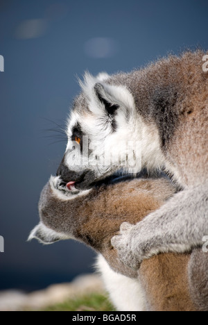 Madre di toelettatura anello giovanile-tailed lemur (Lemur catta) Foto Stock