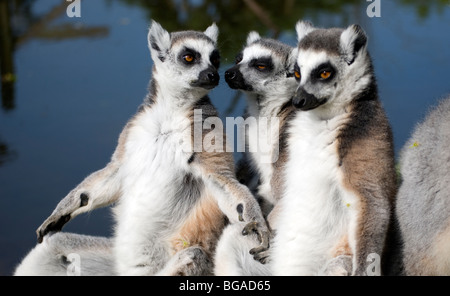 Gruppo di anello-tailed lemuri (Lemur catta) bagni di sole Foto Stock