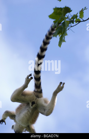 Anello-tailed lemur (Lemur catta) salta da albero ad albero Foto Stock