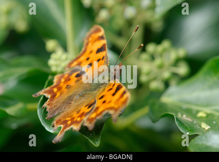 Virgola butterfly (Polygonia c-album). Vista laterale. Foto Stock
