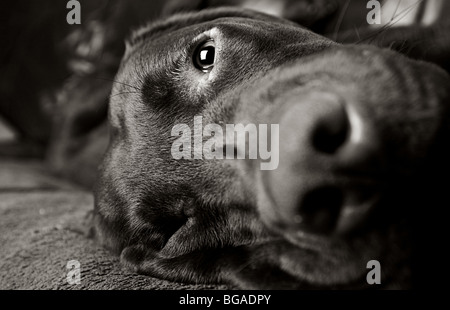 In bianco e nero girato di un simpatico Labrador sdraiato Foto Stock