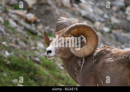 Un maschio dominante bighorn ram dal lato che mostra tutta la spirale di avvisatore acustico Foto Stock