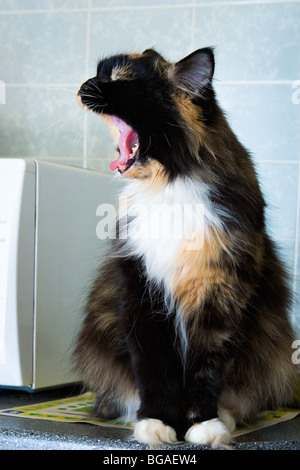 Hungry fluffy cat con bocca aperta a gran voce il pasto richieste Foto Stock