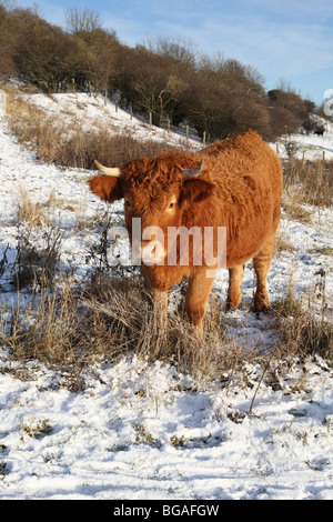 Un altopiano di mucca in piedi nella neve sulla collina Penshaw, Sunderland, England, Regno Unito Foto Stock