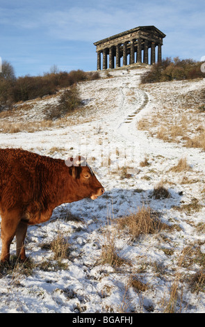 Un altopiano di mucca visto nella neve con Penshaw monumento in background,Sunderland, England, Regno Unito Foto Stock