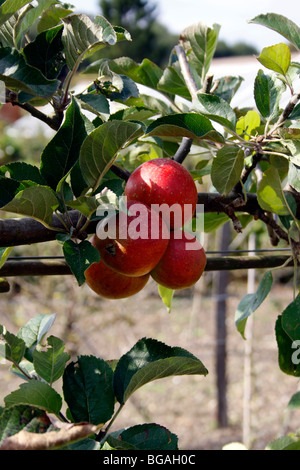 CLAYGATE PEARMAIN OLD ENGLISH MANGIARE APPLE. MALUS domestica. Foto Stock