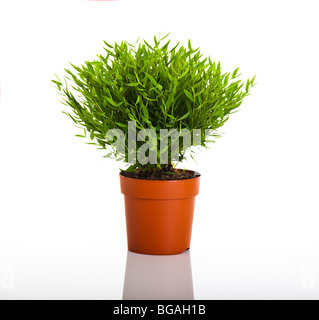 Bambù verde impianto isolato su sfondo bianco Foto Stock