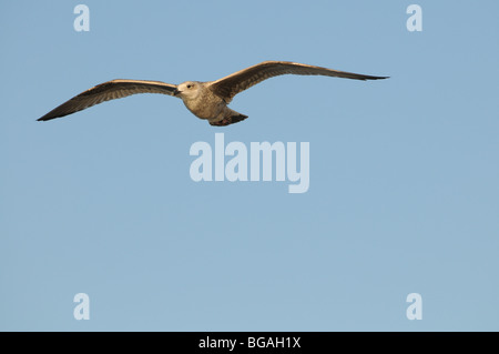 Mew al Mar Baltico, Swinoujscie, Polonia Foto Stock