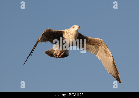 Mew al Mar Baltico, Swinoujscie, Polonia Foto Stock