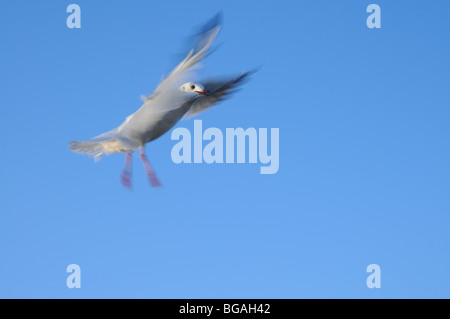 Mew al Mar Baltico, Swinoujscie, Polonia. È probabilmente comune a testa nera Gull - Chroicocephalus ridibundus a piumaggio di appoggio Foto Stock