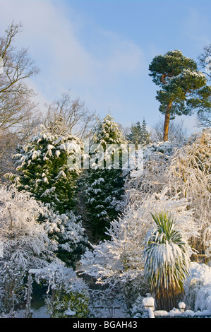 Coperta di neve alberi Foto Stock