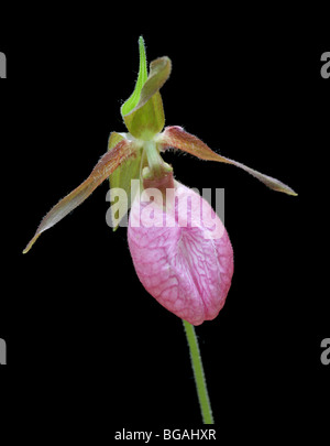 Fiore della rosa pianella della Madonna orchid, Cypripedium acaule, su uno sfondo nero. Foto Stock