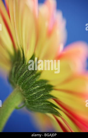 Soft focus immagine di un giallo e rosso Gerbera presi da dietro contro un luminoso sfondo blu Foto Stock