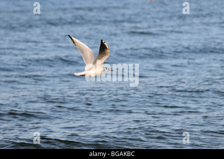 Mew al Mar Baltico, Swinoujscie, Polonia. È probabilmente comune a testa nera Gull - Chroicocephalus ridibundus a piumaggio di appoggio Foto Stock