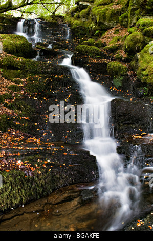 La Birks di Aberfeldy bosco a piedi prese a inizio autunno, Perth and Kinross, Scozia Foto Stock