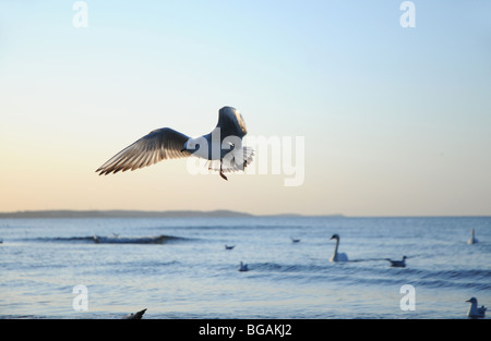 Mew al Mar Baltico, Swinoujscie, Polonia. È probabilmente comune a testa nera Gull - Chroicocephalus ridibundus a piumaggio di appoggio Foto Stock