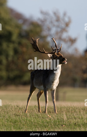 Lone Daini buck sniffing permanente nell'autunno del sole Foto Stock