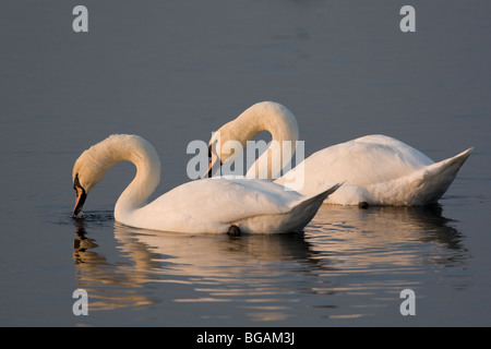 Due cigni visualizzazione Foto Stock