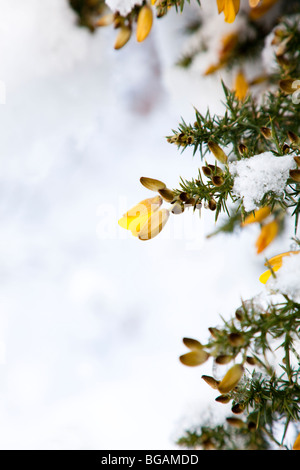 Fiore giallo su fondo stradale coperto di neve Gorse bush, Ulex Europaeus, Kent UK Winter Foto Stock