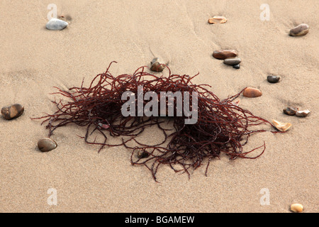 Primo piano di alghe rosse/marroni e ciottoli su una spiaggia di sabbia Foto Stock