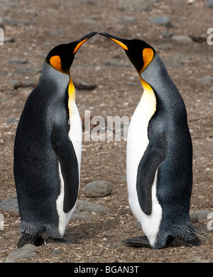 'Re Penguins' Foto Stock