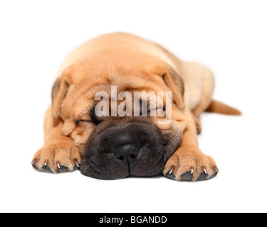 Shar Pei cucciolo di cane dorme isolato su bianco Foto Stock