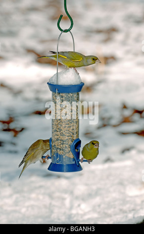 Verdone sul seme alimentatore in neve Foto Stock