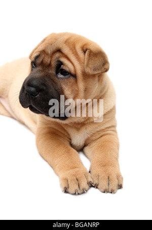 Shar Pei cucciolo di cane isolato su bianco Foto Stock