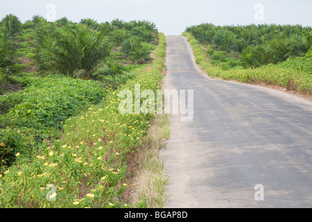 Palme da olio al Sindora Palm Oil Plantation. Il Plantation è verde certificata dalla Tavola rotonda sulla sostenibilità di olio di palma Foto Stock