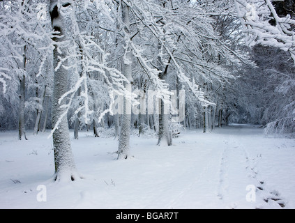 La nevicata in Essex woodland. Foto Stock