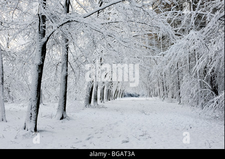 La nevicata in Essex woodland. Foto Stock