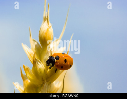 Ladybird seduto sulla cima di un picco di tensione Foto Stock