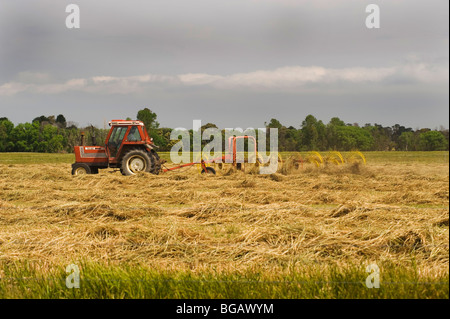 Rendendo il fieno mentre il sole splende Foto Stock