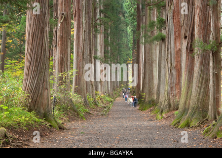 Giappone, isola di Honshu, Togakushi Mountain Range, Togakushi sacrario scintoista, Sugi alberi (Cryptomeria japonica) Foto Stock