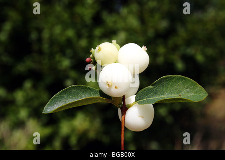 Snowberry Symphoricarpos albus famiglia Asteraceae Foto Stock
