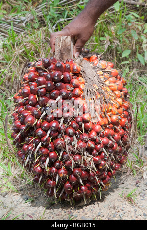Un uomo con un frutto fresco mazzetto (FFB) di palma da olio ha recentemente raccolte. Media di grappoli di peso 20-30 kg (circa 45-65 lbs). Foto Stock