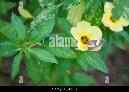 La tignola su una fioritura delle piante che è stata piantata per attirare specie impollinatrice. Il Sindora Palm Oil Plantation Foto Stock