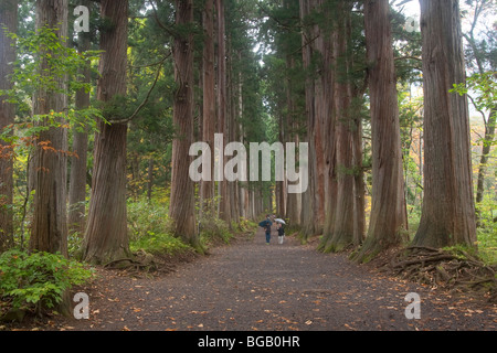 Giappone, isola di Honshu, Togakushi Mountain Range, Togakushi sacrario scintoista, Sugi alberi (Cryptomeria japonica) Foto Stock