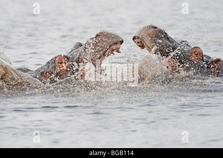 Gruppo di wild ippopotami in un fiume. La foto è stata scattata in del Botswana Chobe National Park. Foto Stock