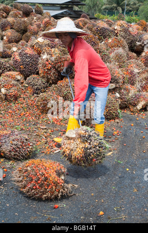 Un olio di palma mill lavoratore ispezione e lo smistamento delle palme da olio di frutta fresca a grappoli (FFBs) per l'elaborazione. Foto Stock