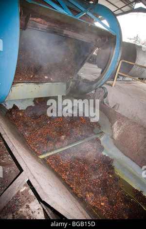 La cottura a vapore di olio caldo palm frutta fresca a grappoli (FFBs) sono svuotati della pentola. Il Palm Sindora Frantoio, Malaysia Foto Stock